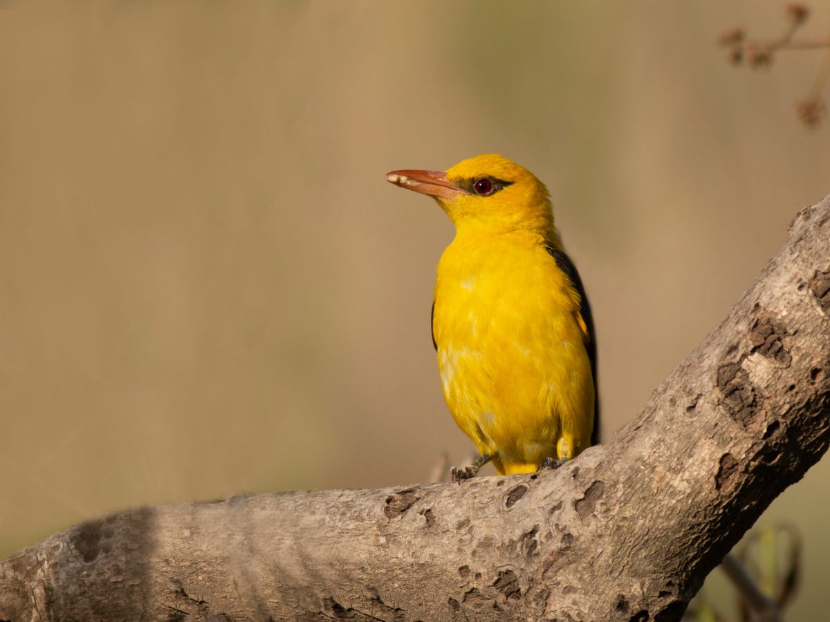 Indian Golden Oriole