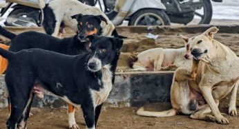 Breaking: Supreme Court Orders To Release Stray Dogs In Delhi-NCR After Immunisation, Except Rabies-Infected, Modifies Aug 11 Order