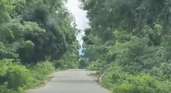 Assam, Nagaland Agree On Joint Plantation Amid Opposition By Naga bodies