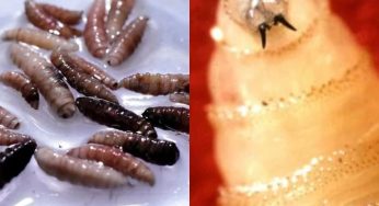Human Screwworm: US Confirms First New World Case – What Is It And How Dangerous Is It?