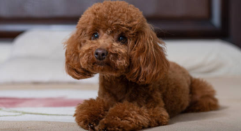 Hyderabad Airport: Therapy Dog Program Introduced To Enhance Passenger Experience