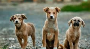 Rise In Rescue Calls For Stray Dogs Reported By Animal Rescue Centers Post SC Order