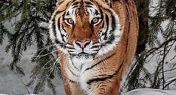 Madhya Pradesh: Tiger Found Dead In The Satpura Reserve