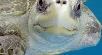 Meet These Volunteers Who Cover A Long Distance To Help Reach The Olive Ridley Sea Turtles Reach The Sea