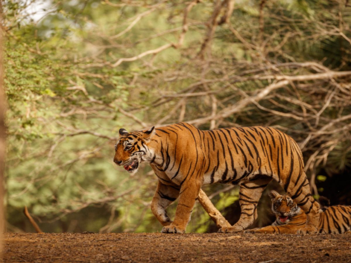 Sariska Tiger Reserve