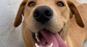 Top 10 Countries Where Stray Dogs Roam Freely