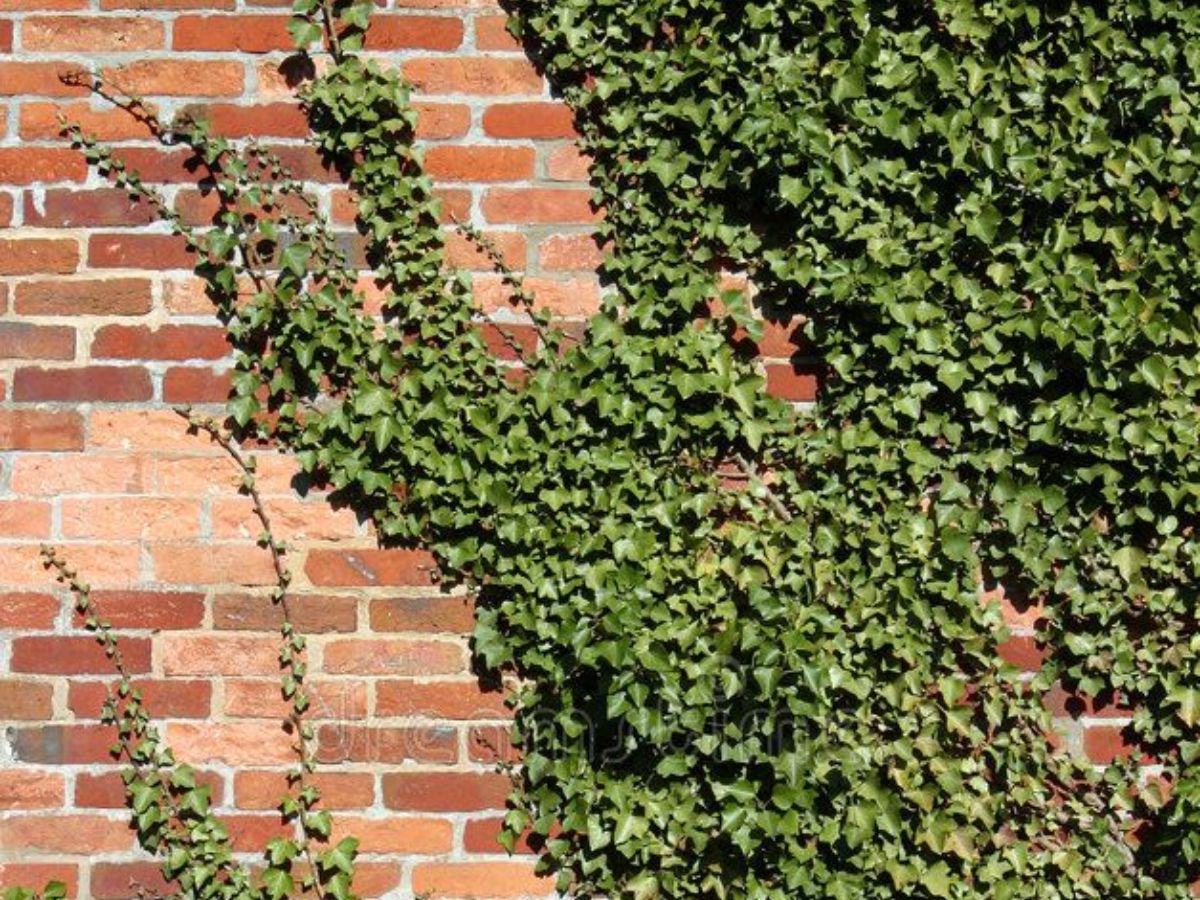 Ivy plant
