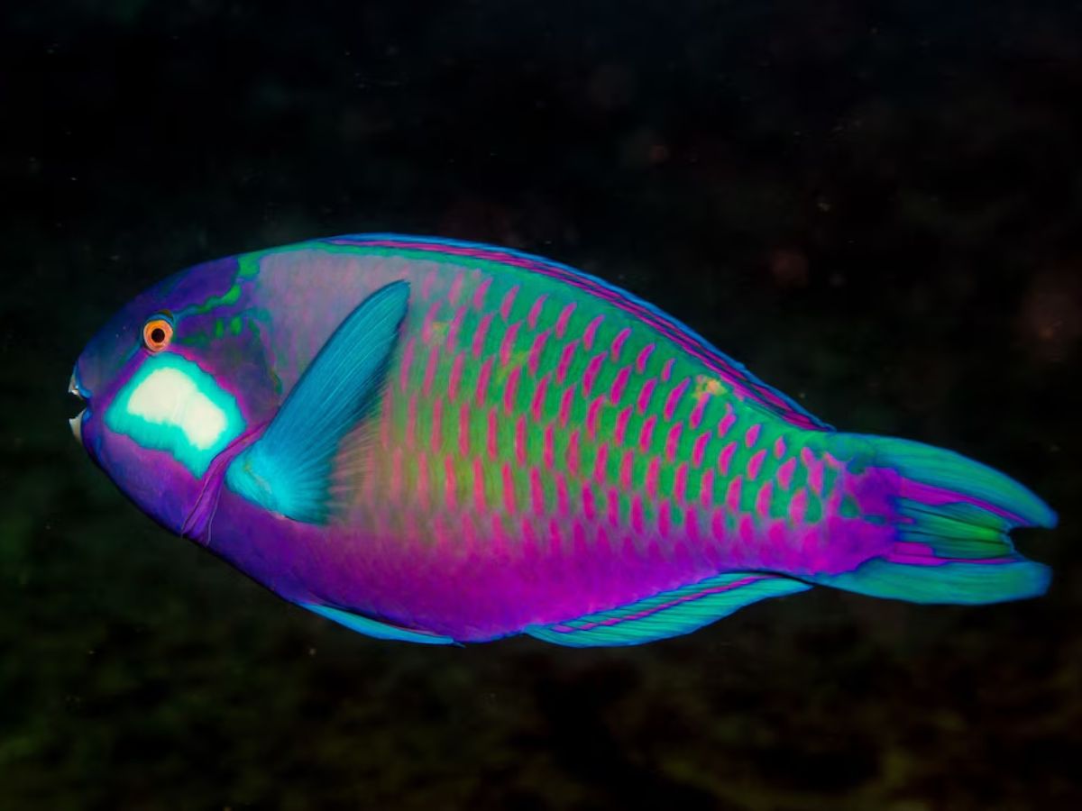 Unique Physical Traits and Breeding