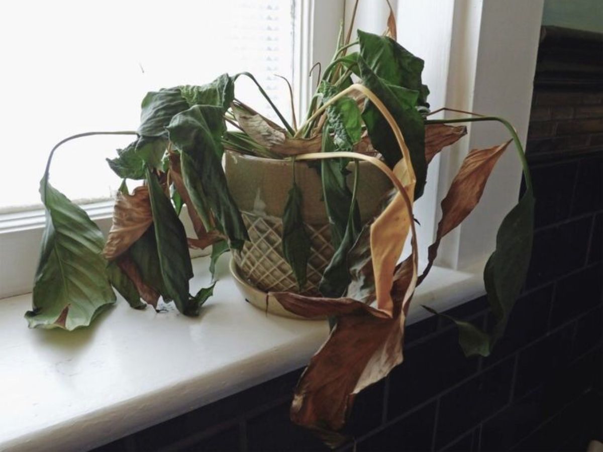 Dead or Dying Plants