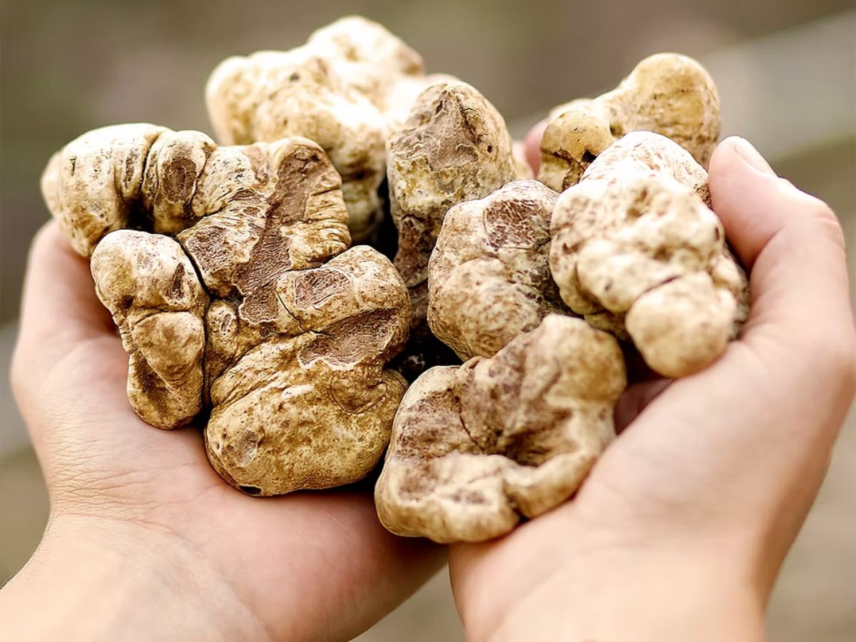 White Alba Truffles
