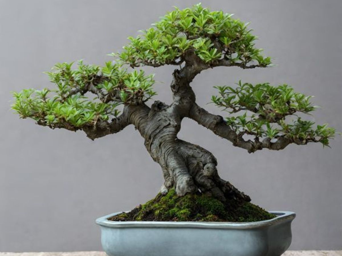 Bonsai Trees