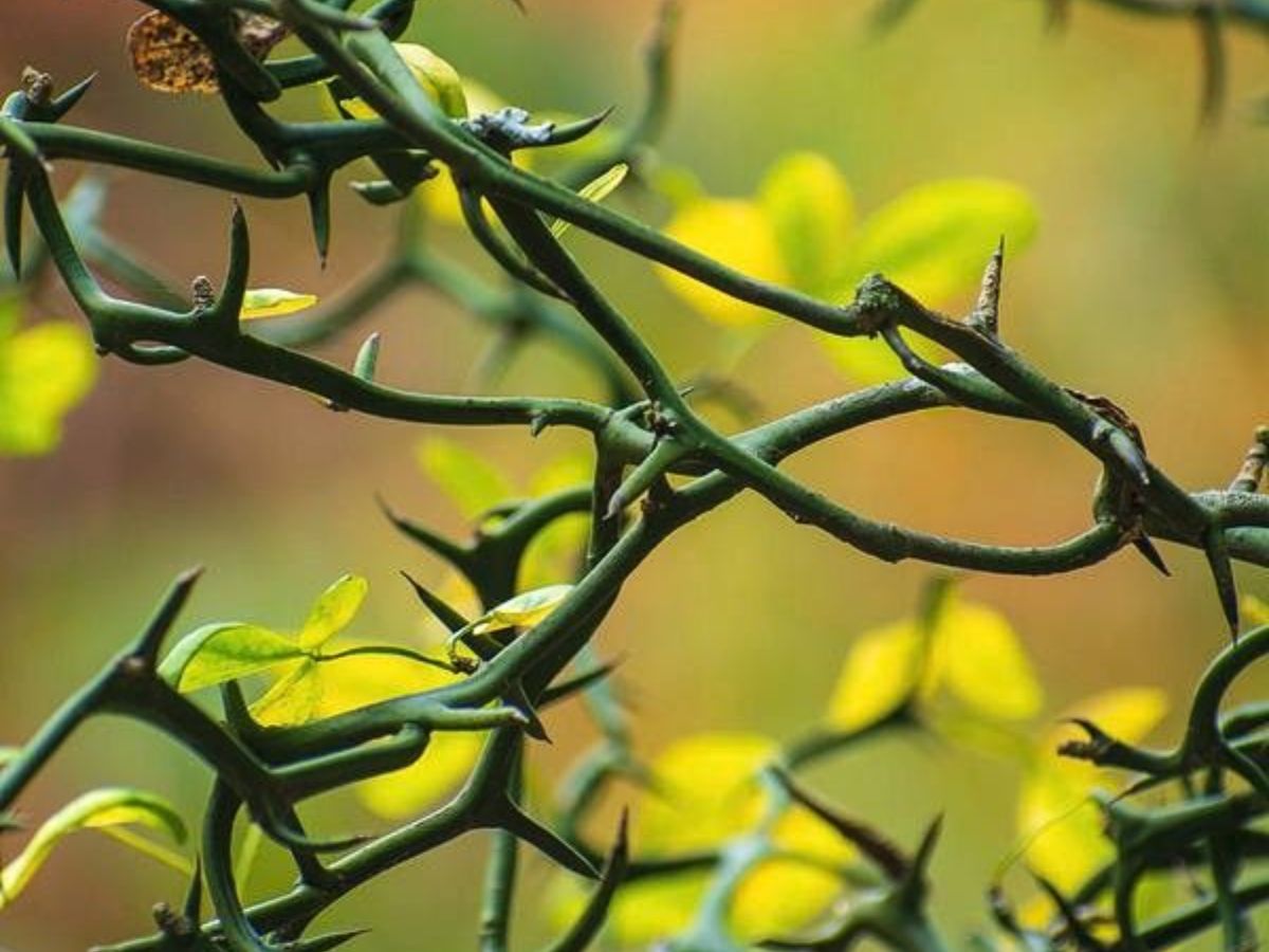 Thorny Plants (especially roses, holly, or crown of thorns)