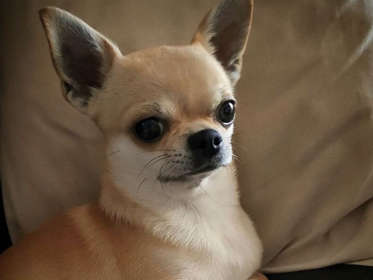 Chihuahua