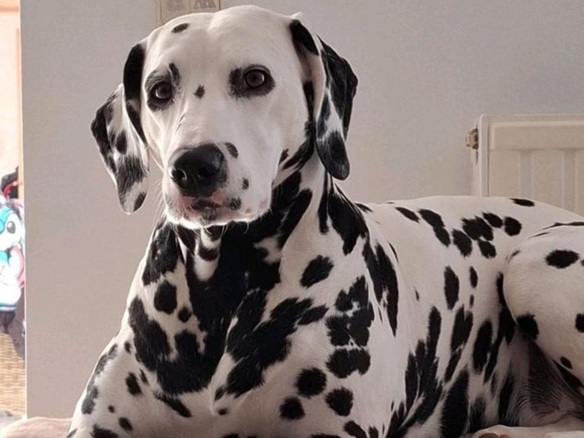 Dalmatian