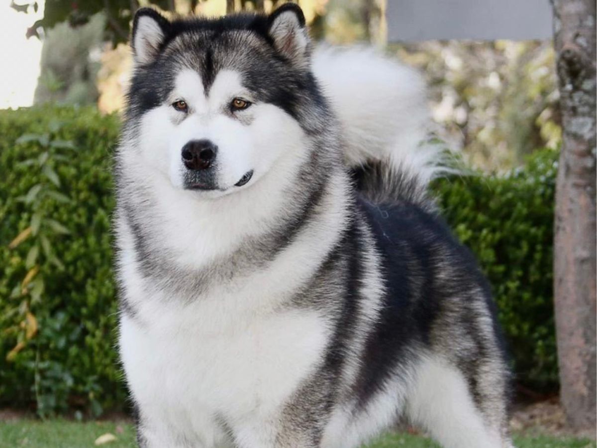 Alaskan Malamute