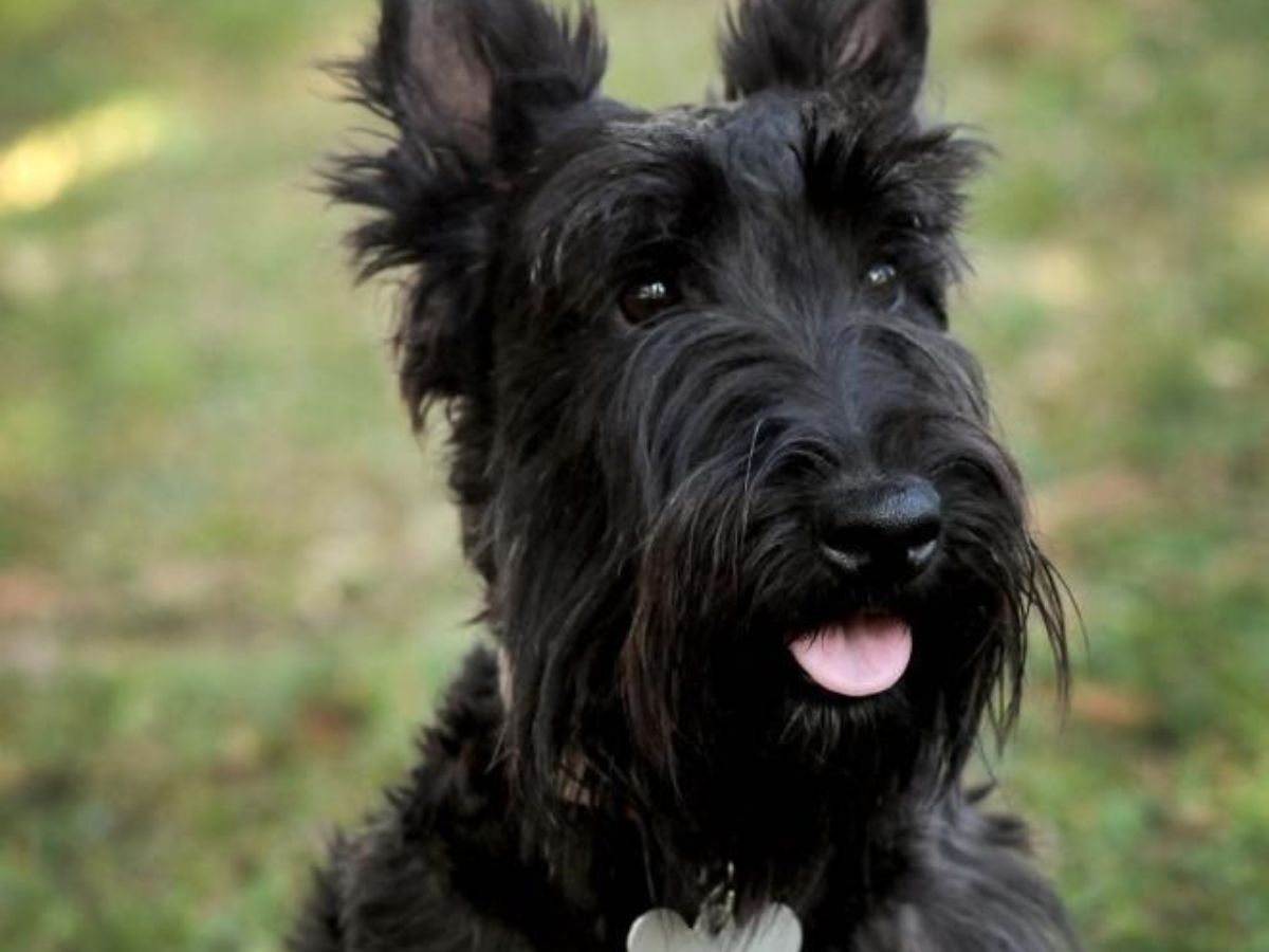 Scottish Terrier