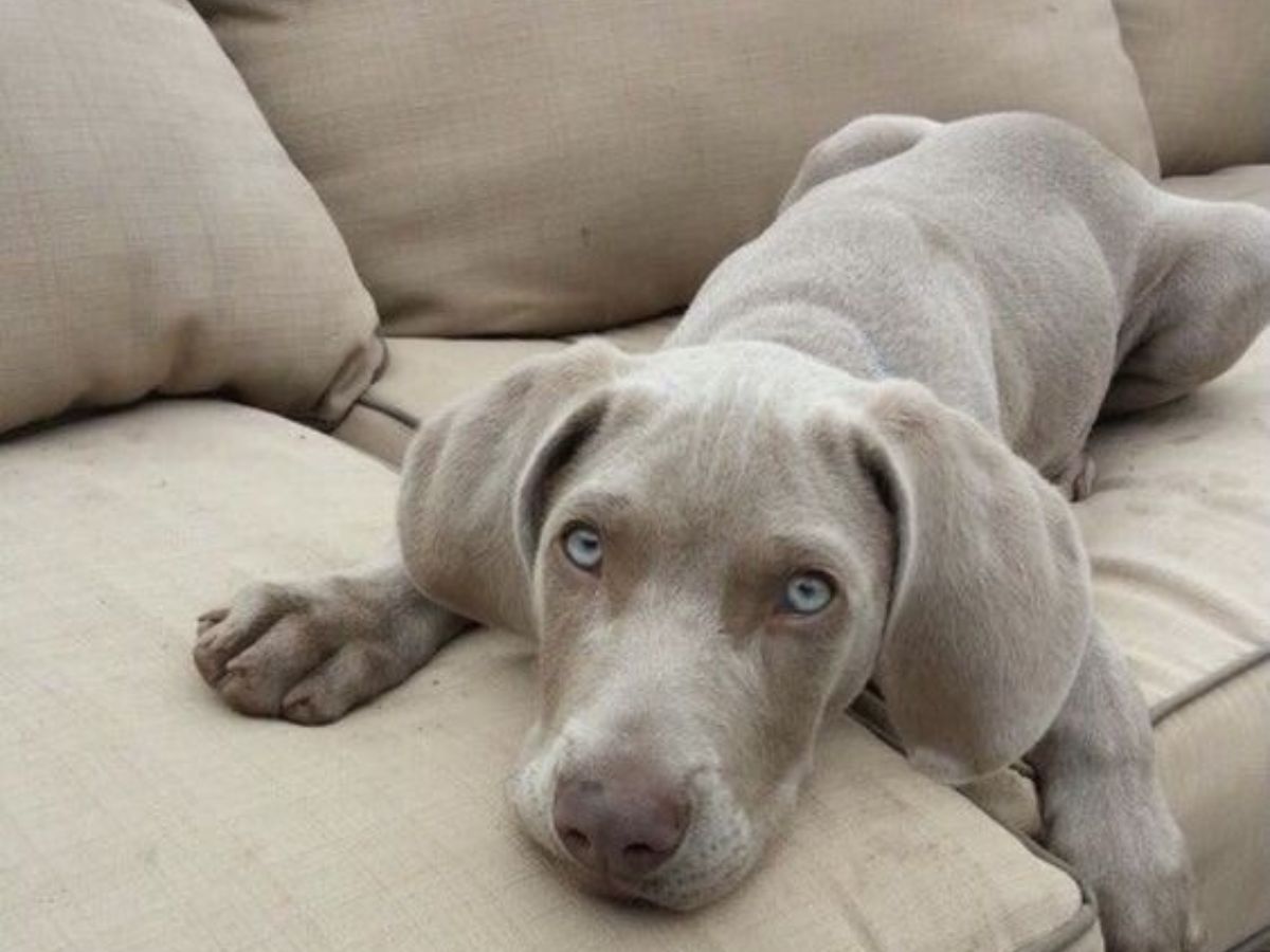 Weimaraner
