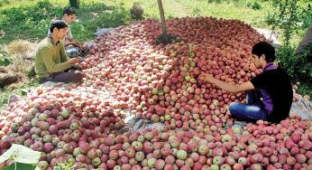 Srinagar-Jammu Highway Closure Chokes Kashmir’s Fruit Economy