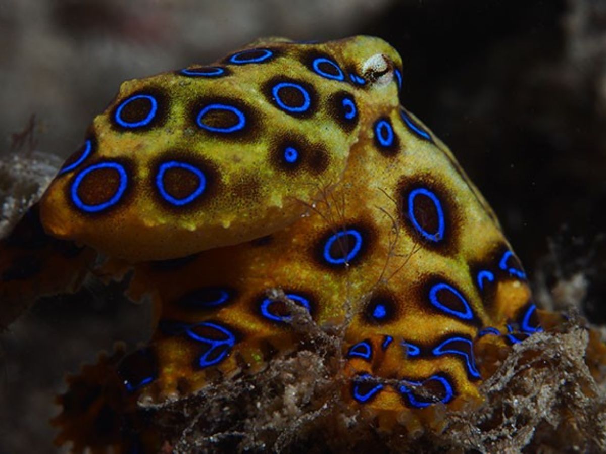 Blue Ringed Octopus