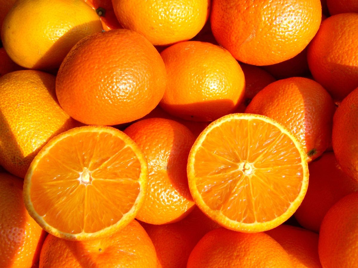 Government Objectives: Orange Farming, Brand Development, and Expansion of Exports