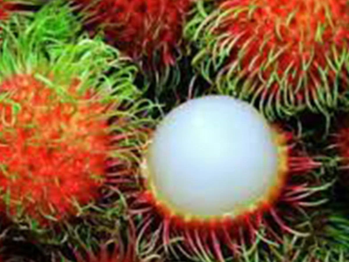 Rambutan