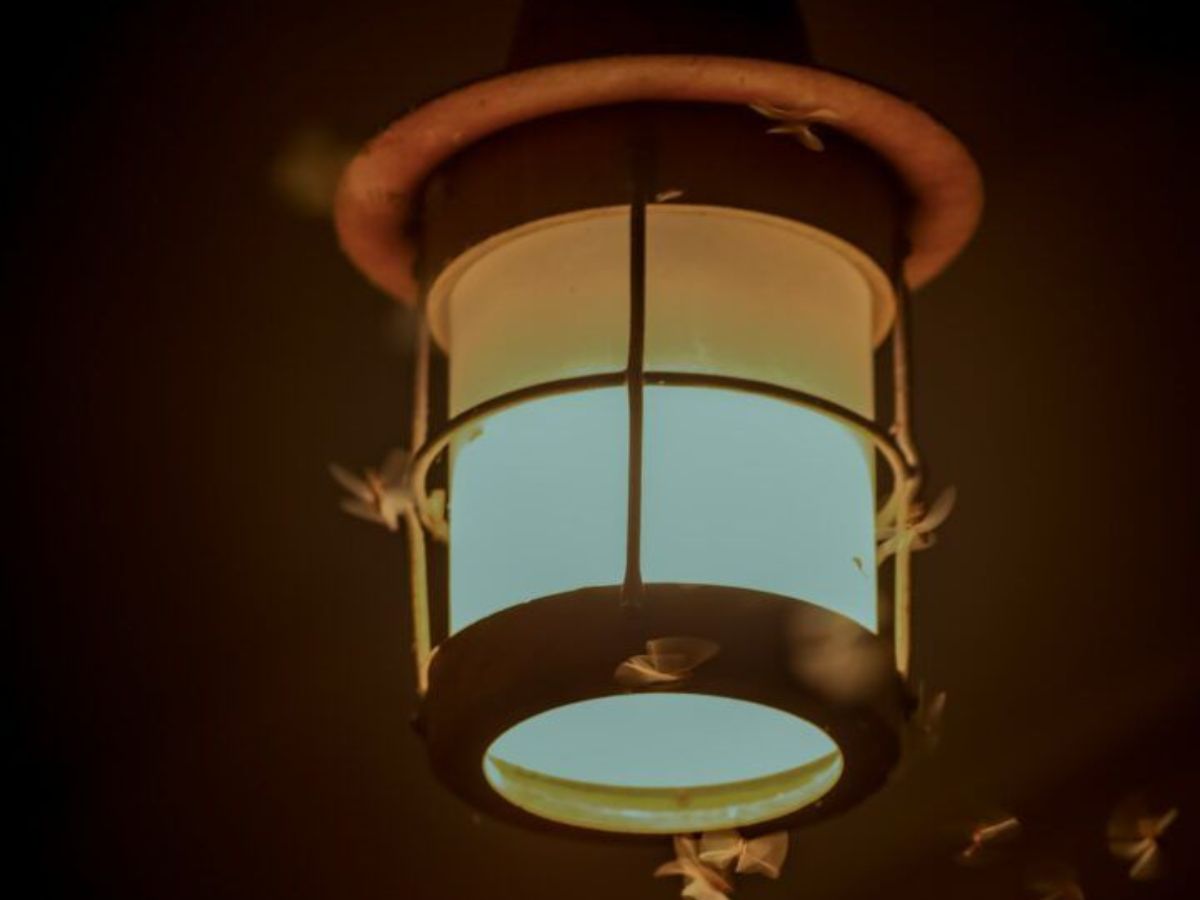 Light and Sound Deterrents