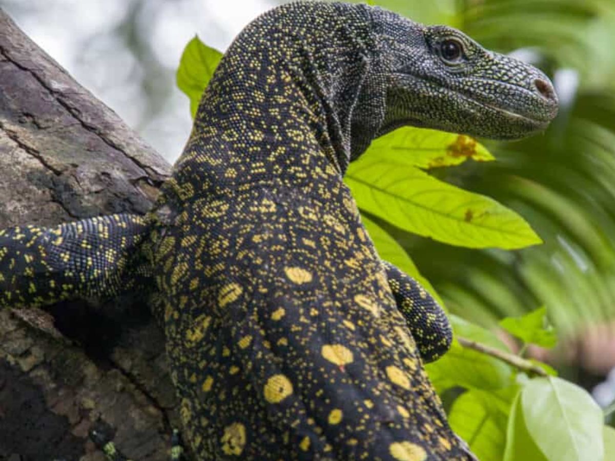Crocodile Monitor- The Climbing Giant
