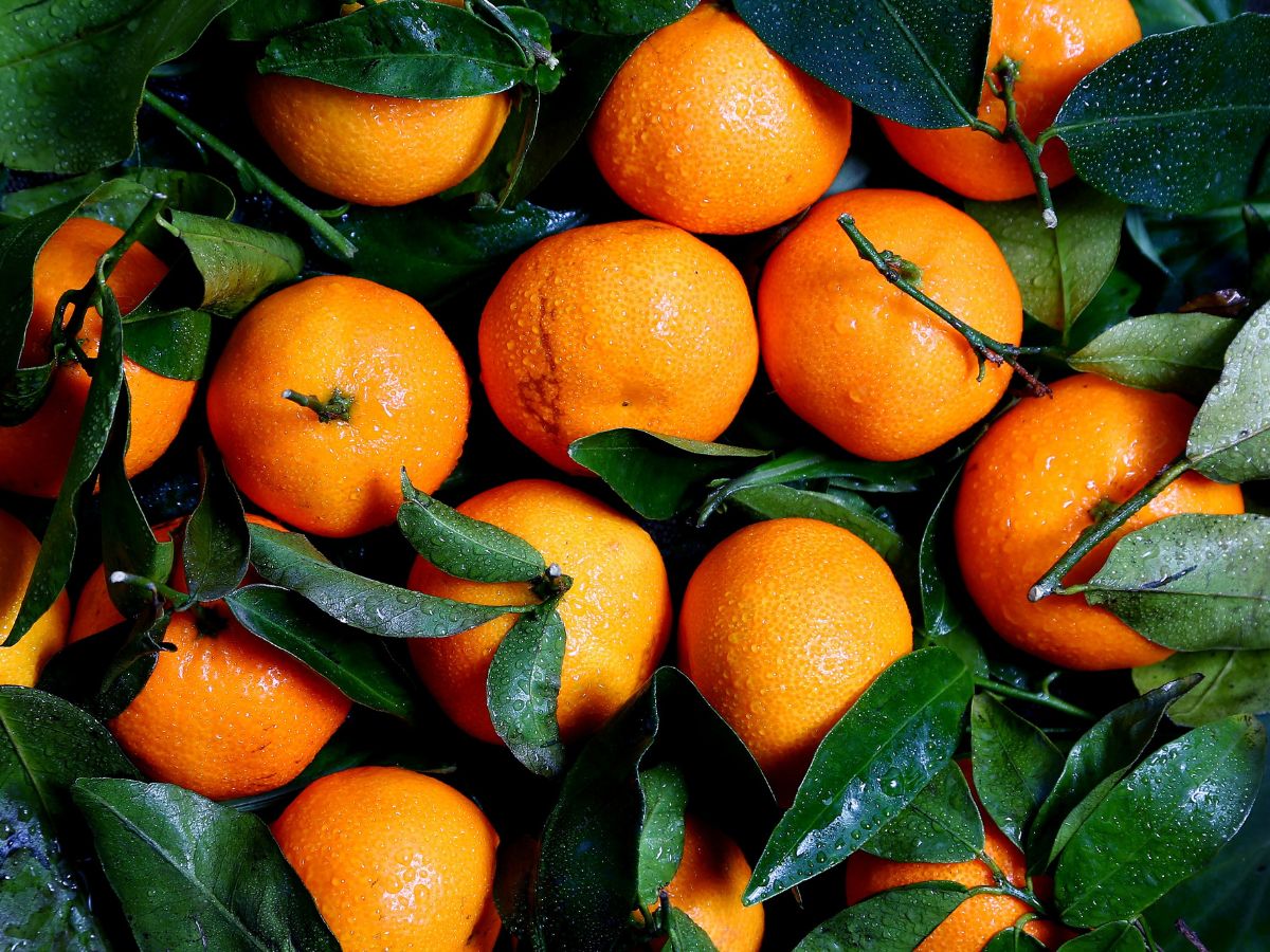 Mandarin Orange as a National Symbol of Nepal
