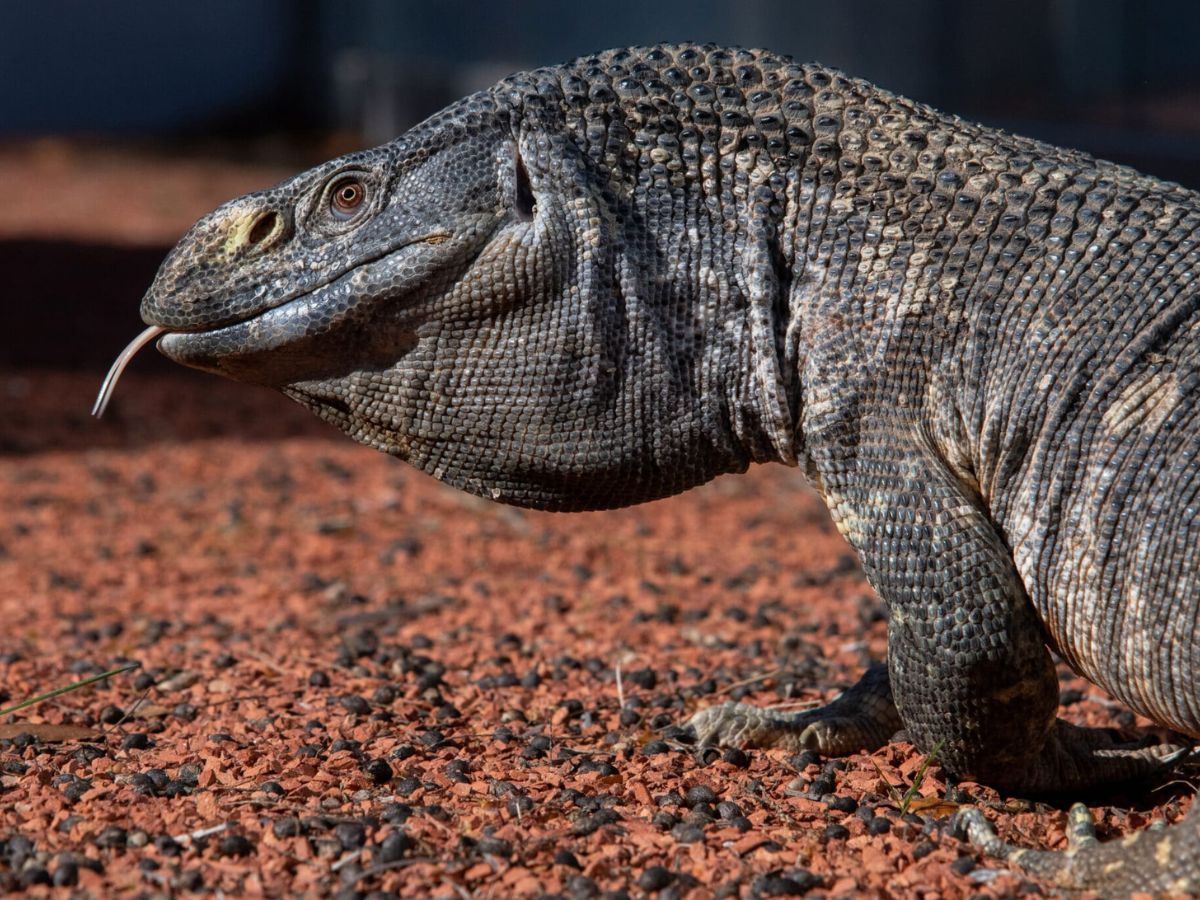 Black Throated Monitor- The Gentle Giant