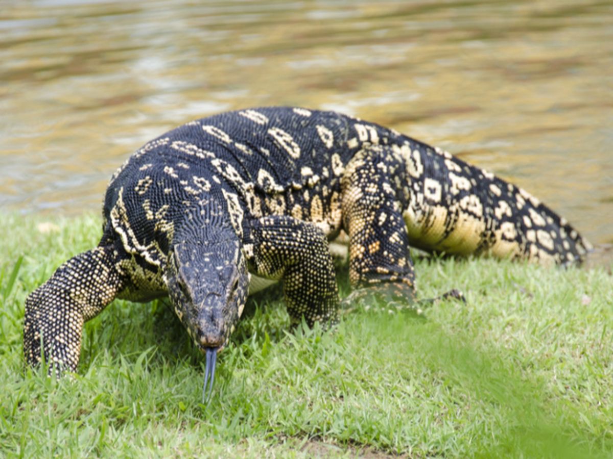 Asian Water Monitor- The Aquatic Titan