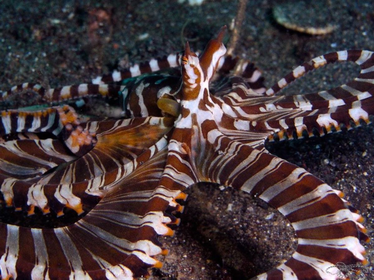 Wunderpus Octopus