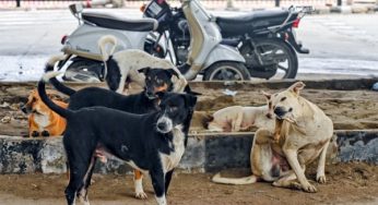 UP govt issues updated guidelines to manage stray dog population and ensure safe feeding practices in urban areas