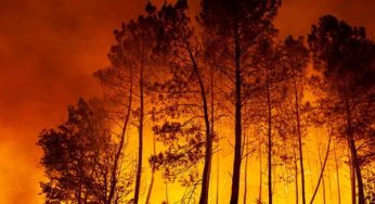 Wildfires drive global air pollution, WMO warns of rising health risks