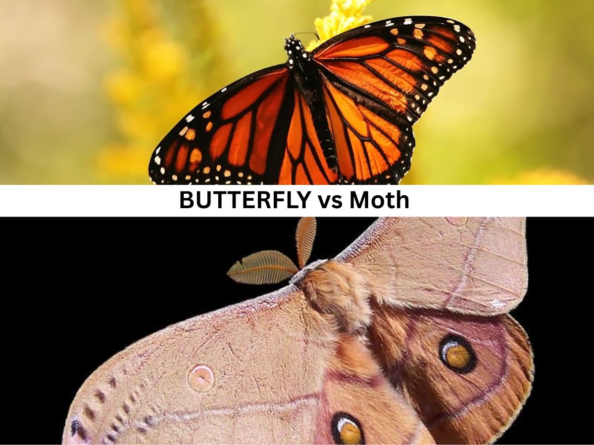 Butterfly vs Moth: How To Identify Them Easily With Their Unique Traits