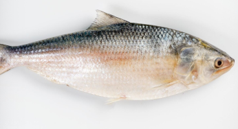 Durga Puja Special! Bangladesh Permits 1,200 Tonnes Of Ilish Fish (Hilsa) To India