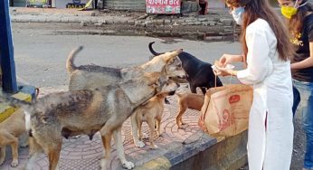 Dog Feeders Attacked In Delhi NCR After Supreme Court Ruling On Stray Dogs