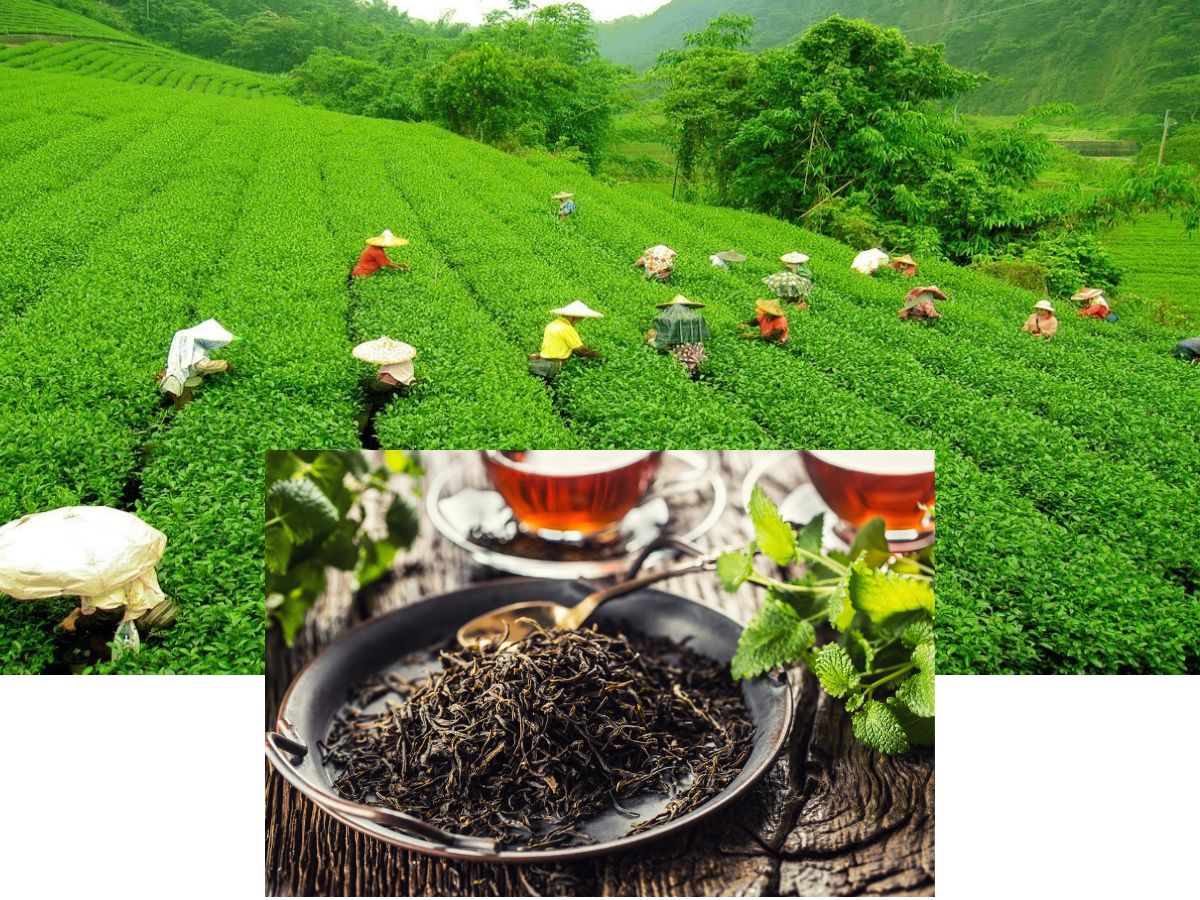 Darjeeling Tea (West Bengal)