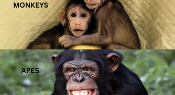 Monkeys vs Apes: Comparing Behavior, Physical Traits, Habitat, and Diet In Primates