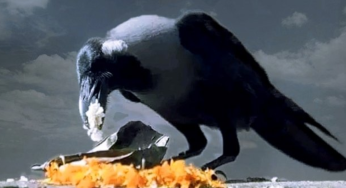 Why Feeding Crows In Pitru Paksha Is Important? An Interesting Story