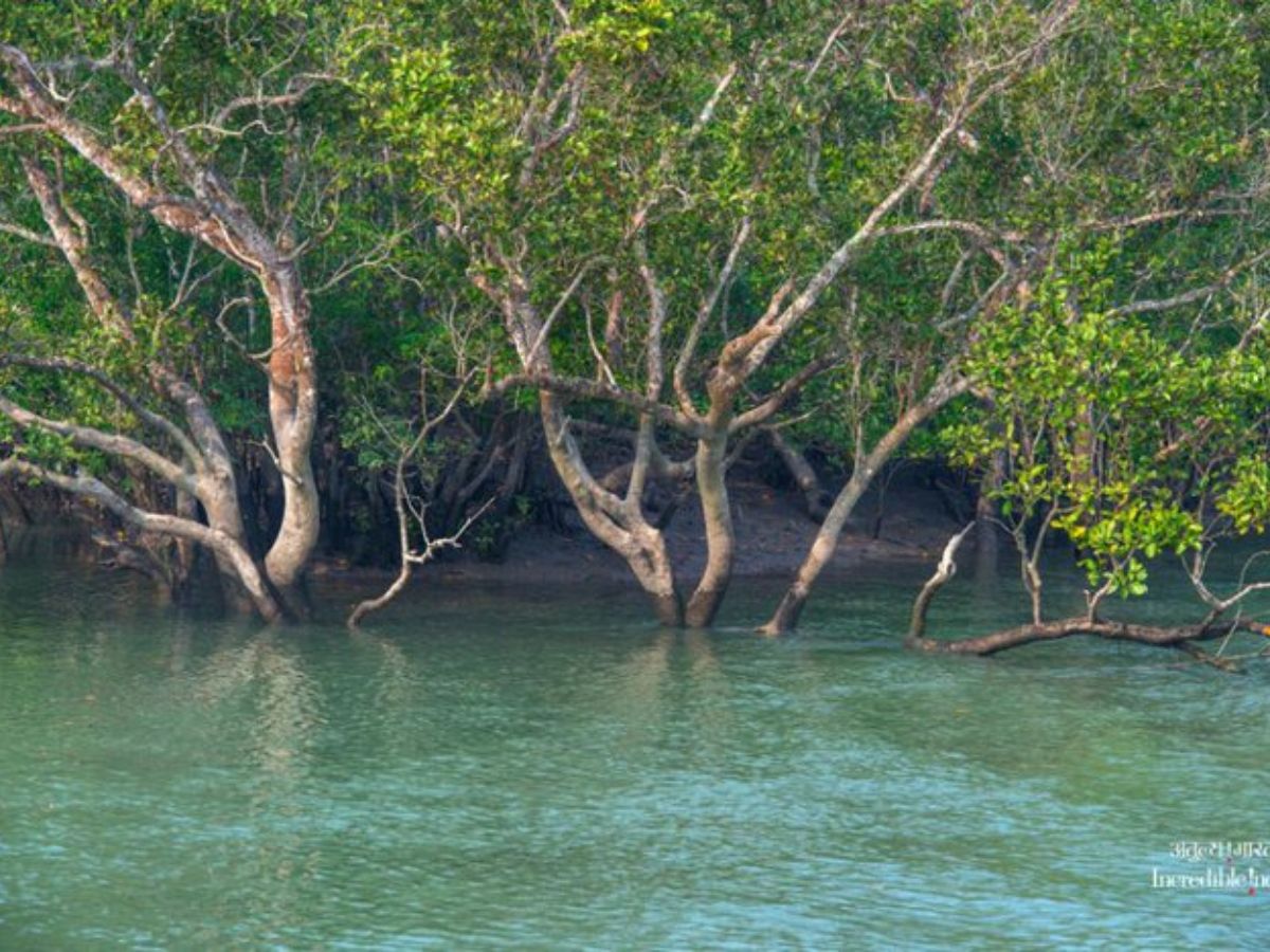 Sundarbans National Park (West Bengal)