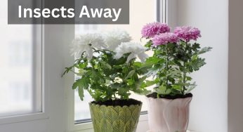 7 Natural Plants to Keep Flies Away from Your House Instantly