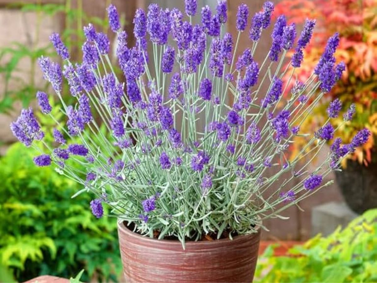 natural-fly-repelling-plants-to-keep-flies-away-from-home-indoor-outdoor-herbs-garden-tips-lavender-marigold-mint-plant 7 Natural Plants to Keep Flies Away from Your House Instantly