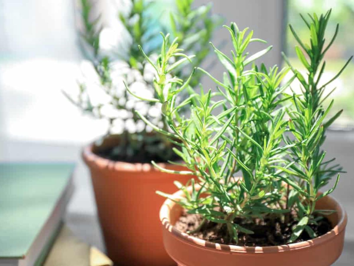 natural-fly-repelling-plants-to-keep-flies-away-from-home-indoor-outdoor-herbs-garden-tips-lavender-marigold-mint-plant 7 Natural Plants to Keep Flies Away from Your House Instantly