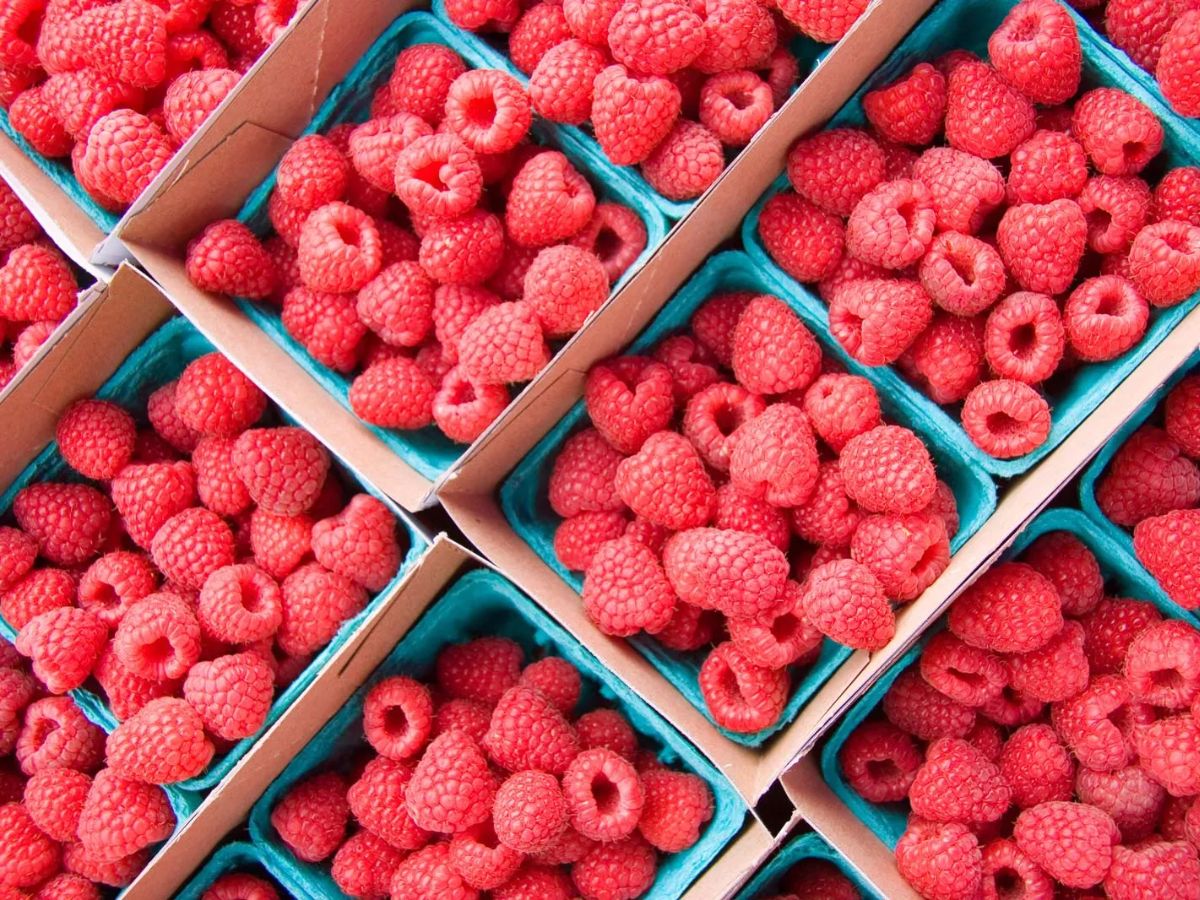 Raspberries Belong to the Rose Family