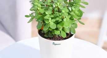 Step By Step Guide To Growing Jade Plant Indoors For Prosperity and Longevity