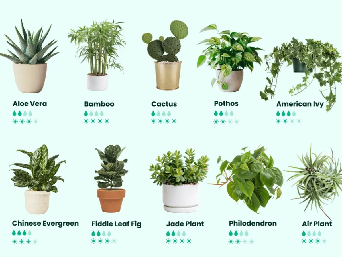 Nature's Pollution Fighters