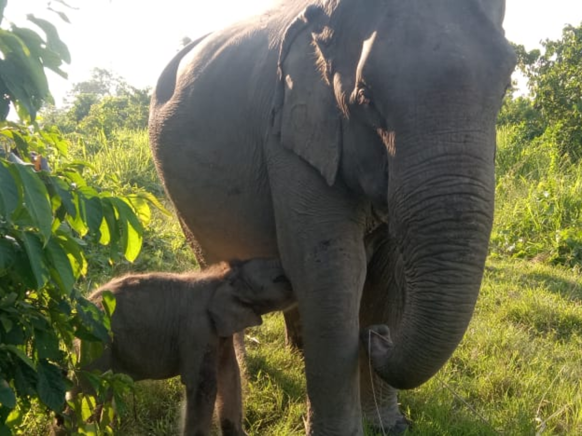 elephant-calf-at-kaziranga-named-mayabini-to-honour-late-singer-zubeen-garg Elephant Calf At Kaziranga Named ‘Mayabini’ To Honour Late Singer Zubeen Garg