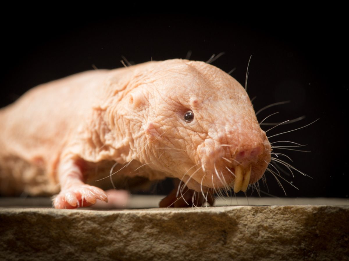 Naked Mole-Rat