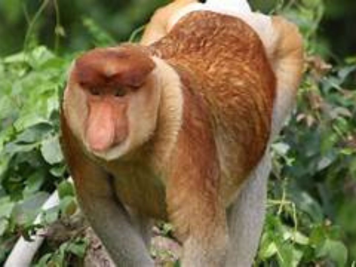 Proboscis Monkey
