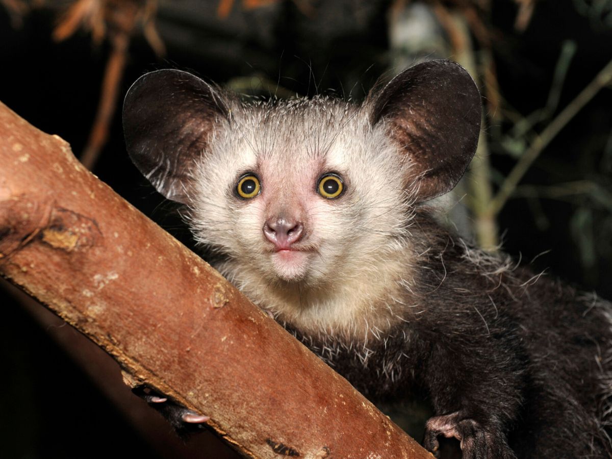 Aye-Aye